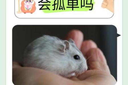 家里养仓鼠对风水好吗