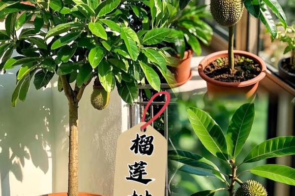 在家里种植哪些果树能符合风水规律