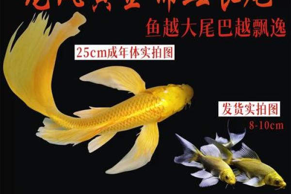 风水金命的人可以养鱼吗可以增加财富吗