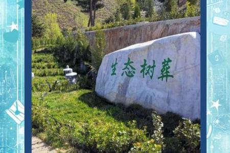 墓地种什么树好风水上有哪些讲究-