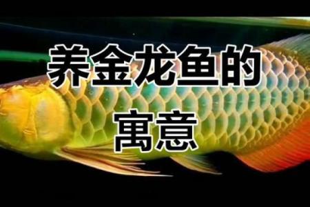 风水金命的人可以养鱼吗可以增加财富吗