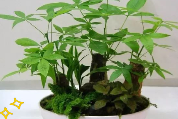 如何通过养植物改善室内风水