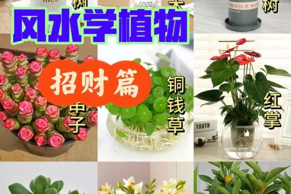如何通过养植物改善室内风水