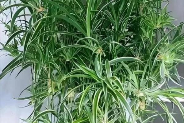 办公室吊兰摆放风水攻略为您营造舒适办公环境