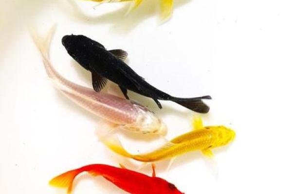 锦鲤鱼混养风水