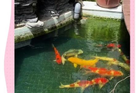 锦鲤鱼混养风水