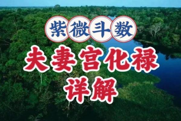 紫薇斗数化禄在夫妻宫