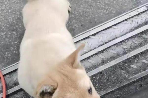 算命先生说灵儿跟着我