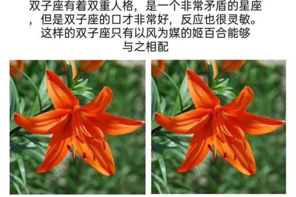 十二星座最合适的花