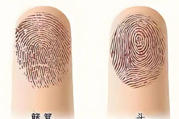 4个斗的男人是什么命 手指斗的数量代表什么命